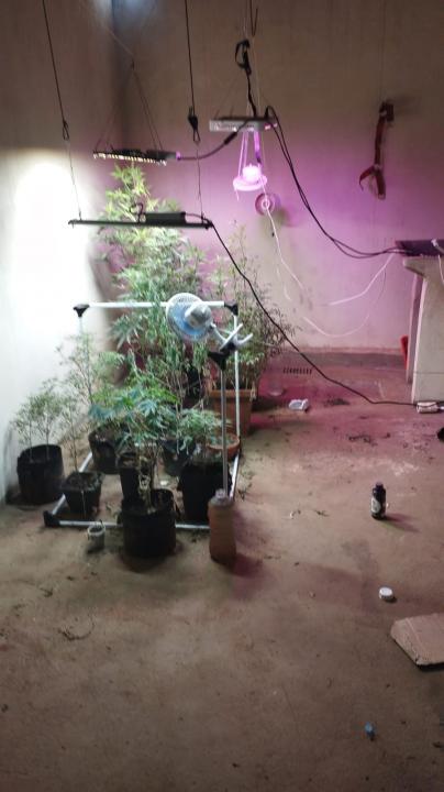 Foto 4 de 4 — 12 pés de maconha são flagrados em residência de Araraquara